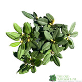 Rhododendron 'Germania' Plant 7.5Ltr Pot