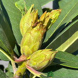Rhododendron 'Germania' Plant 7.5Ltr Pot