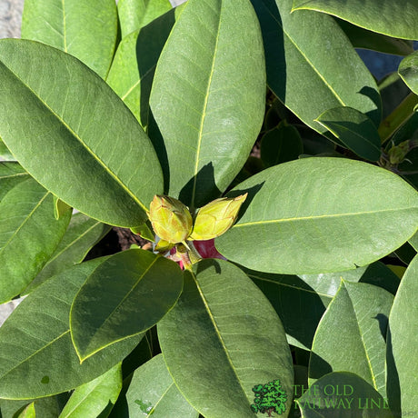 Rhododendron 'Germania' Plant 7.5Ltr Pot