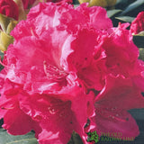 Rhododendron 'Germania' Plant 7.5Ltr Pot