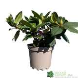Rhododendron 'Germania' Plant 7.5Ltr Pot
