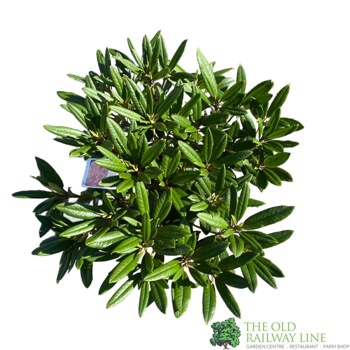 Rhododendron 'Tortoiseshell Orange' Plant 7.5Ltr Pot