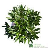 Rhododendron 'Tortoiseshell Orange' Plant 7.5Ltr Pot