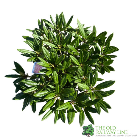 Rhododendron 'Tortoiseshell Orange' Plant 7.5Ltr Pot