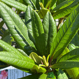 Rhododendron 'Tortoiseshell Orange' Plant 7.5Ltr Pot