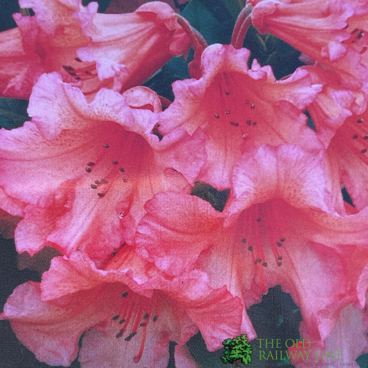 Rhododendron 'Tortoiseshell Orange' Plant 7.5Ltr Pot