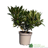 Rhododendron 'Tortoiseshell Orange' Plant 7.5Ltr Pot