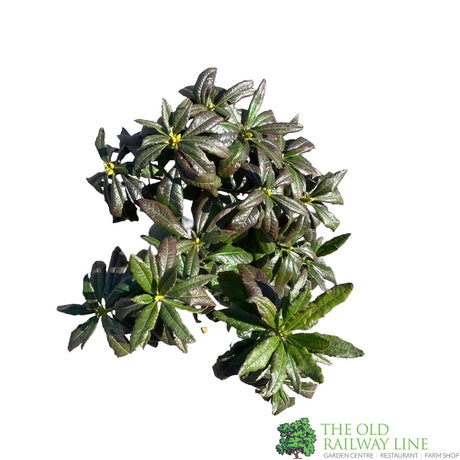 Azalea deciduous 'Glowing Embers' Plant 5Ltr Pot