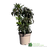 Azalea deciduous 'Glowing Embers' Plant 5Ltr Pot