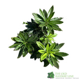 Azalea deciduous 'Golden Eagle' Plant 5Ltr Pot