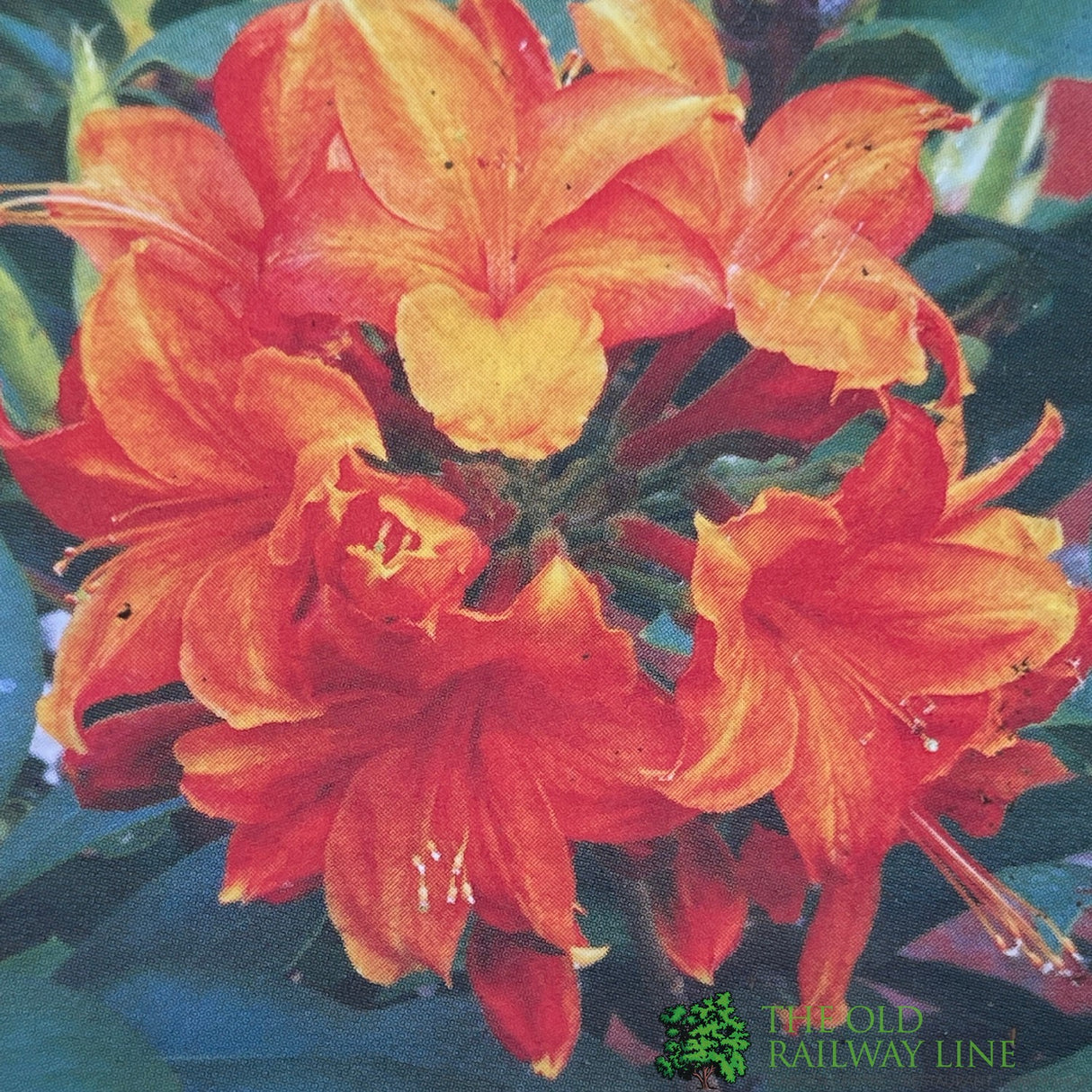 Azalea deciduous 'Golden Eagle' Plant 5Ltr Pot