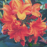 Azalea deciduous 'Golden Eagle' Plant 5Ltr Pot