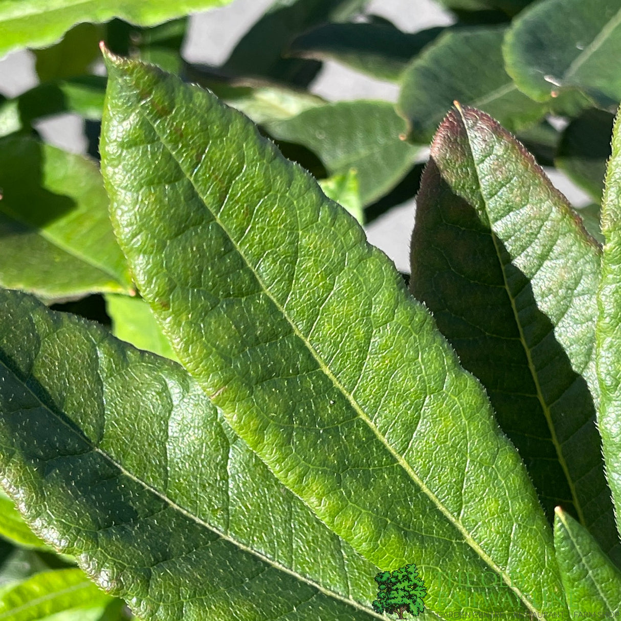 Azalea deciduous 'Golden Eagle' Plant 5Ltr Pot