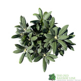 Rhododendron 'Sneezy' Plant 7.5Ltr Pot