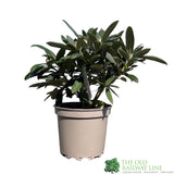 Rhododendron 'Sneezy' Plant 7.5Ltr Pot