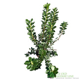 Azalea deciduous Viscosum' Plant 5Ltr Pot