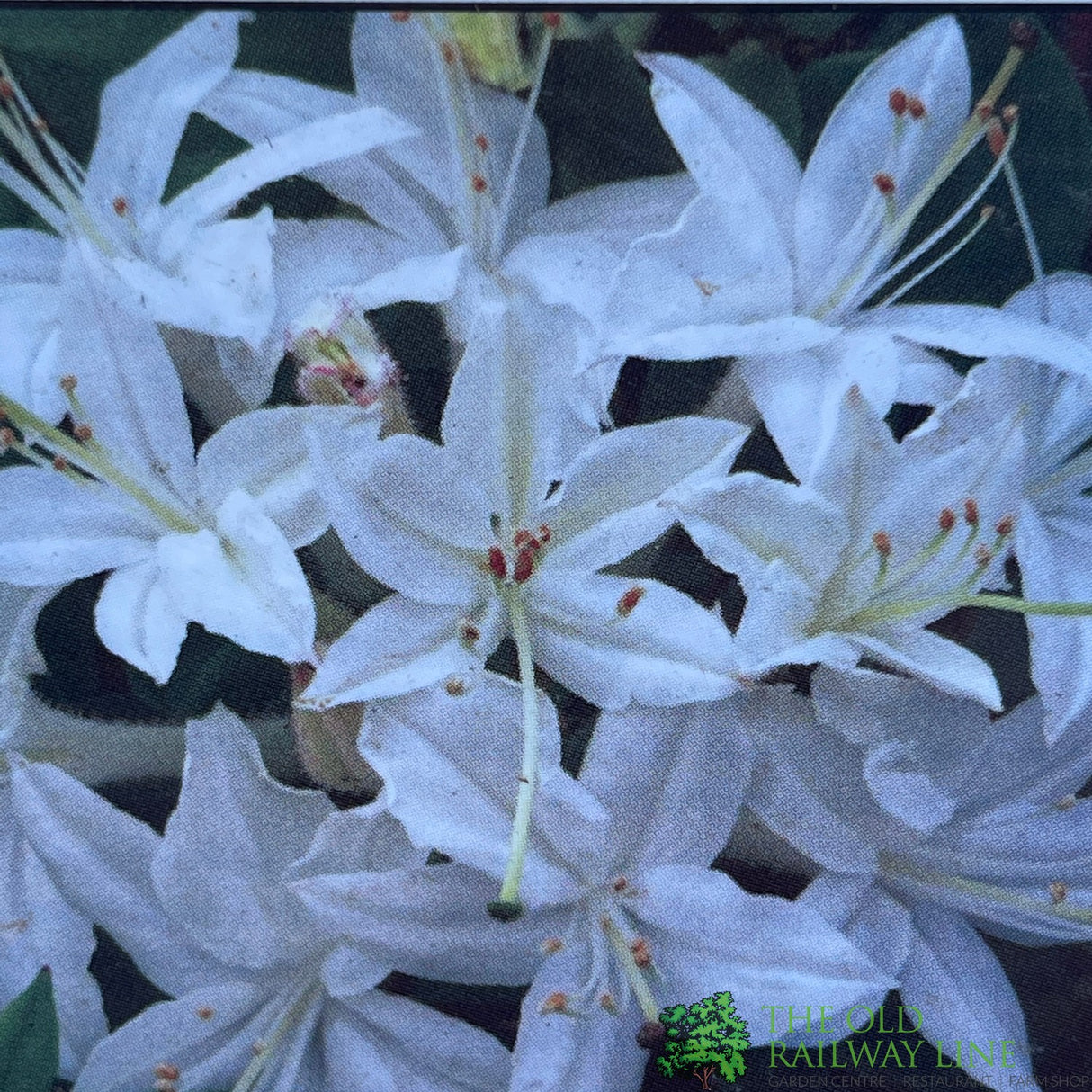 Azalea deciduous Viscosum' Plant 5Ltr Pot