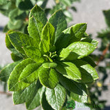Azalea deciduous Viscosum' Plant 5Ltr Pot