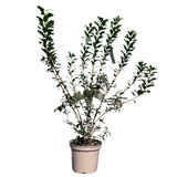 Azalea deciduous Viscosum' Plant 5Ltr Pot