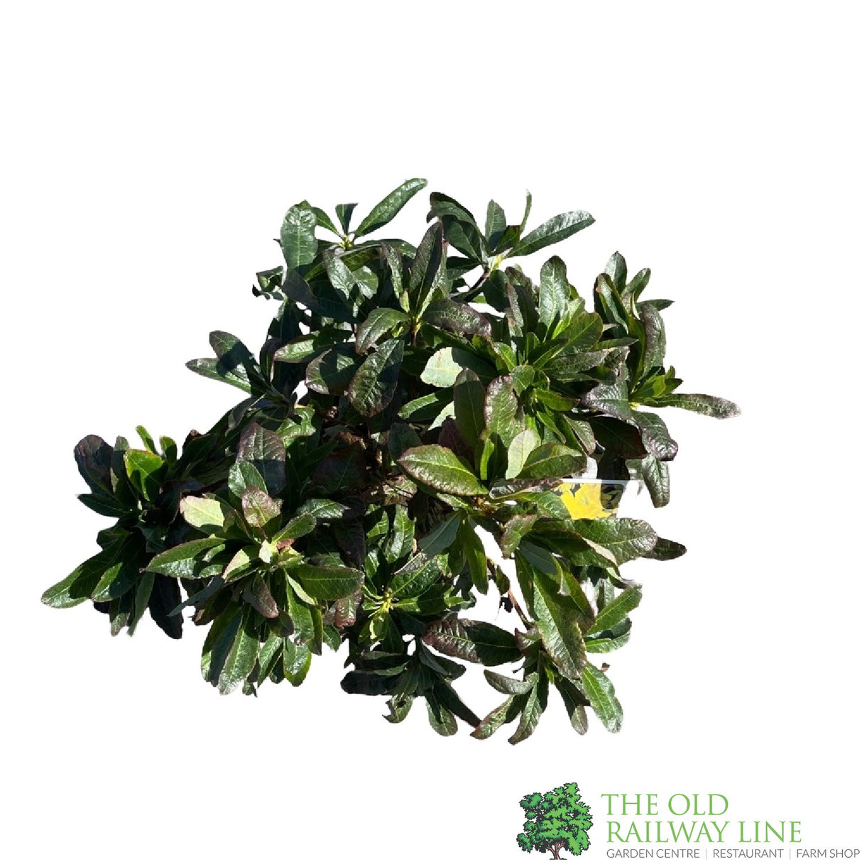 Azalea deciduous 'Anneke' Plant 5Ltr Pot