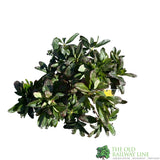 Azalea deciduous 'Anneke' Plant 5Ltr Pot