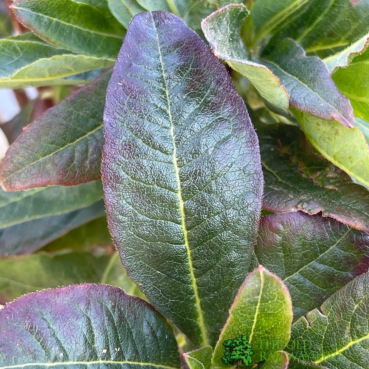 Azalea deciduous 'Anneke' Plant 5Ltr Pot