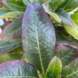 Azalea deciduous 'Anneke' Plant 5Ltr Pot