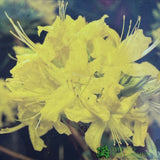 Azalea deciduous 'Anneke' Plant 5Ltr Pot