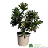 Azalea deciduous 'Anneke' Plant 5Ltr Pot