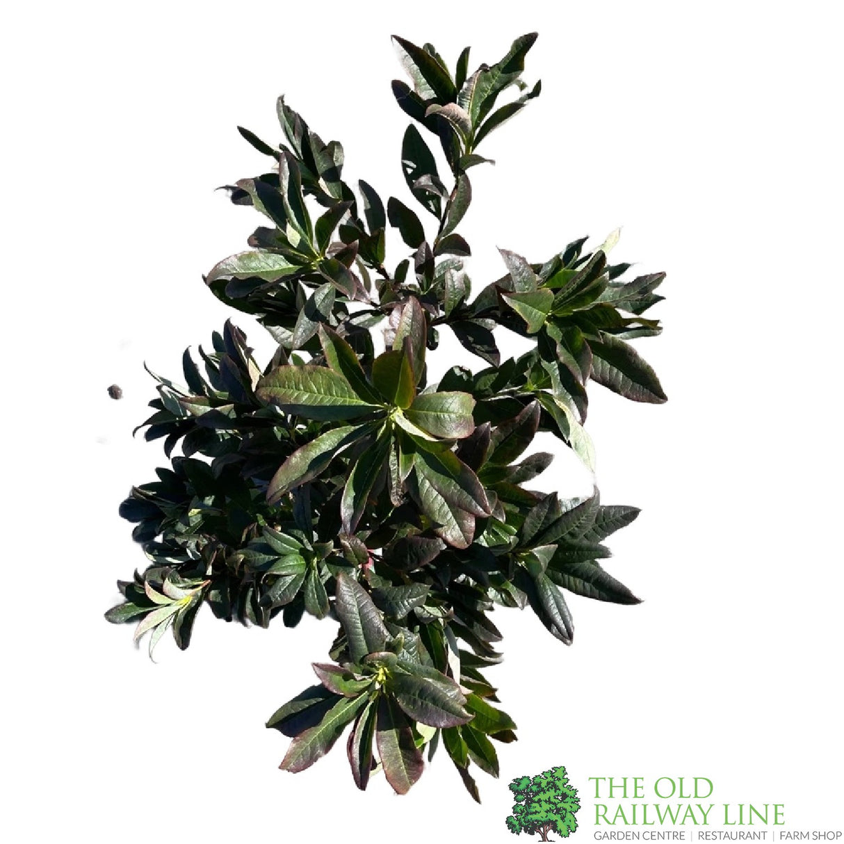 Azalea deciduous 'Nabucco' Plant 5Ltr Pot