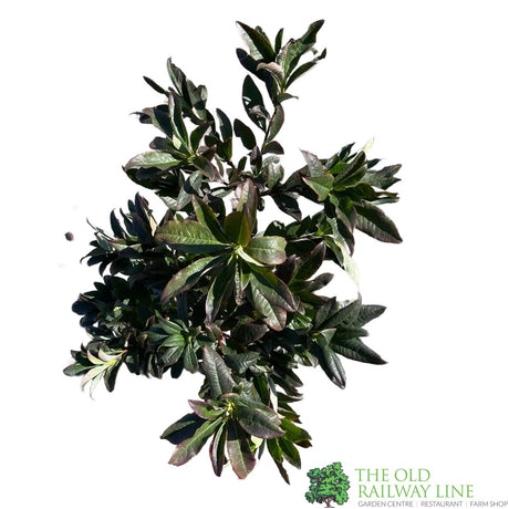 Azalea deciduous 'Nabucco' Plant 5Ltr Pot