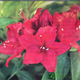 Azalea deciduous 'Nabucco' Plant 5Ltr Pot