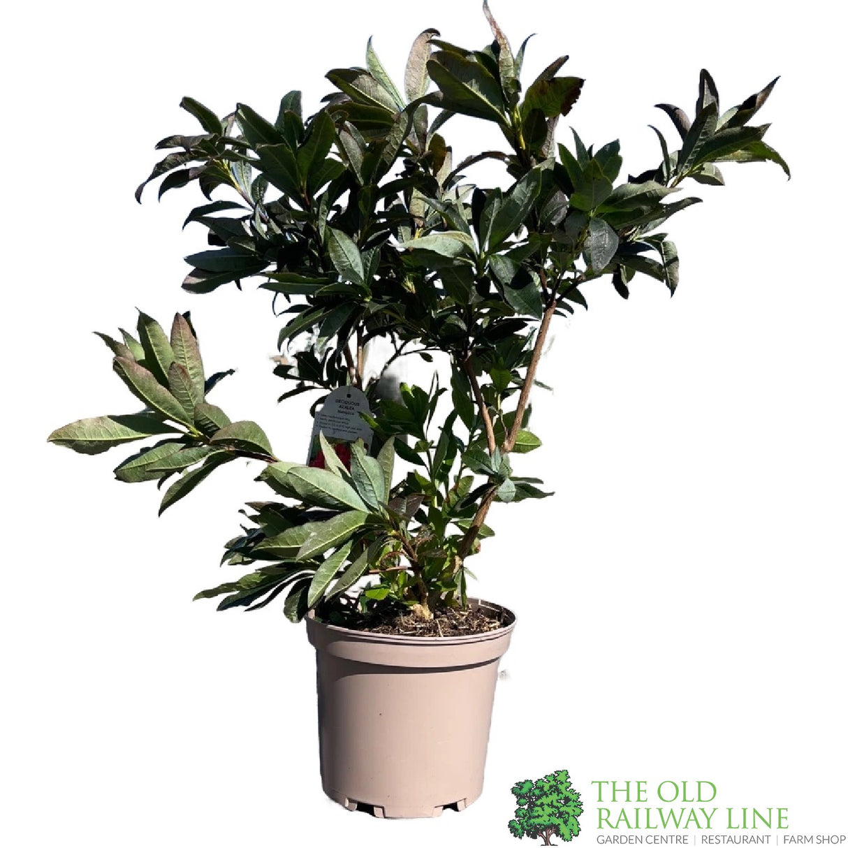 Azalea deciduous 'Nabucco' Plant 5Ltr Pot