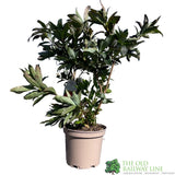 Azalea deciduous 'Nabucco' Plant 5Ltr Pot