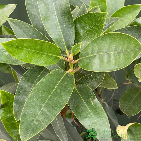 Rhododendron 'Tarragona' Plant 7.5Ltr Pot
