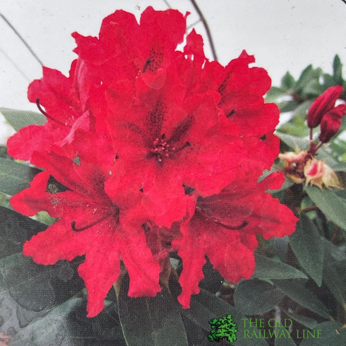 Rhododendron 'Tarragona' Plant 7.5Ltr Pot