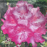 Rhododendron 'Sternzauber' Plant 7.5Ltr Pot