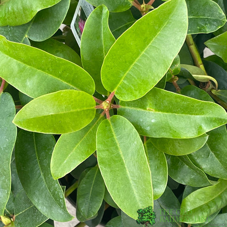 Rhododendron 'Sternzauber' Plant 7.5Ltr Pot