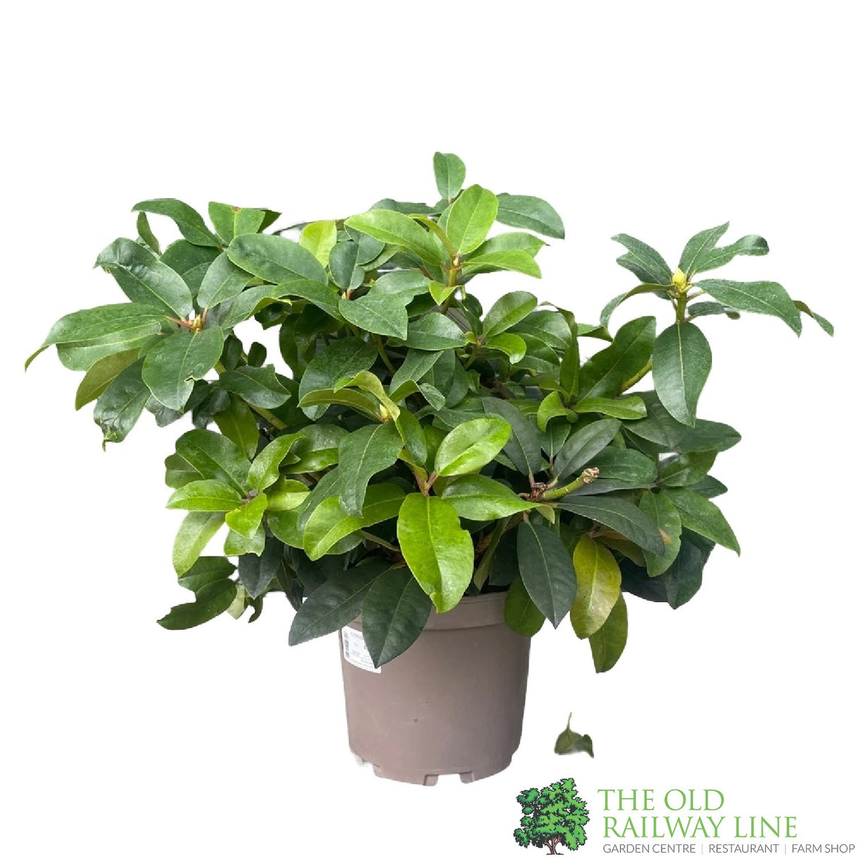 Rhododendron 'Sternzauber' Plant 7.5Ltr Pot