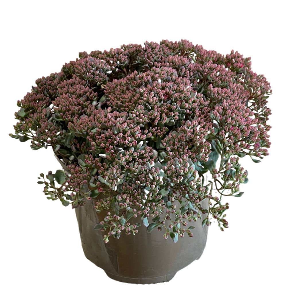 Sedum 'Rose Carpet' Garden Succulent 2Ltr Pot Old Railway Line Garden