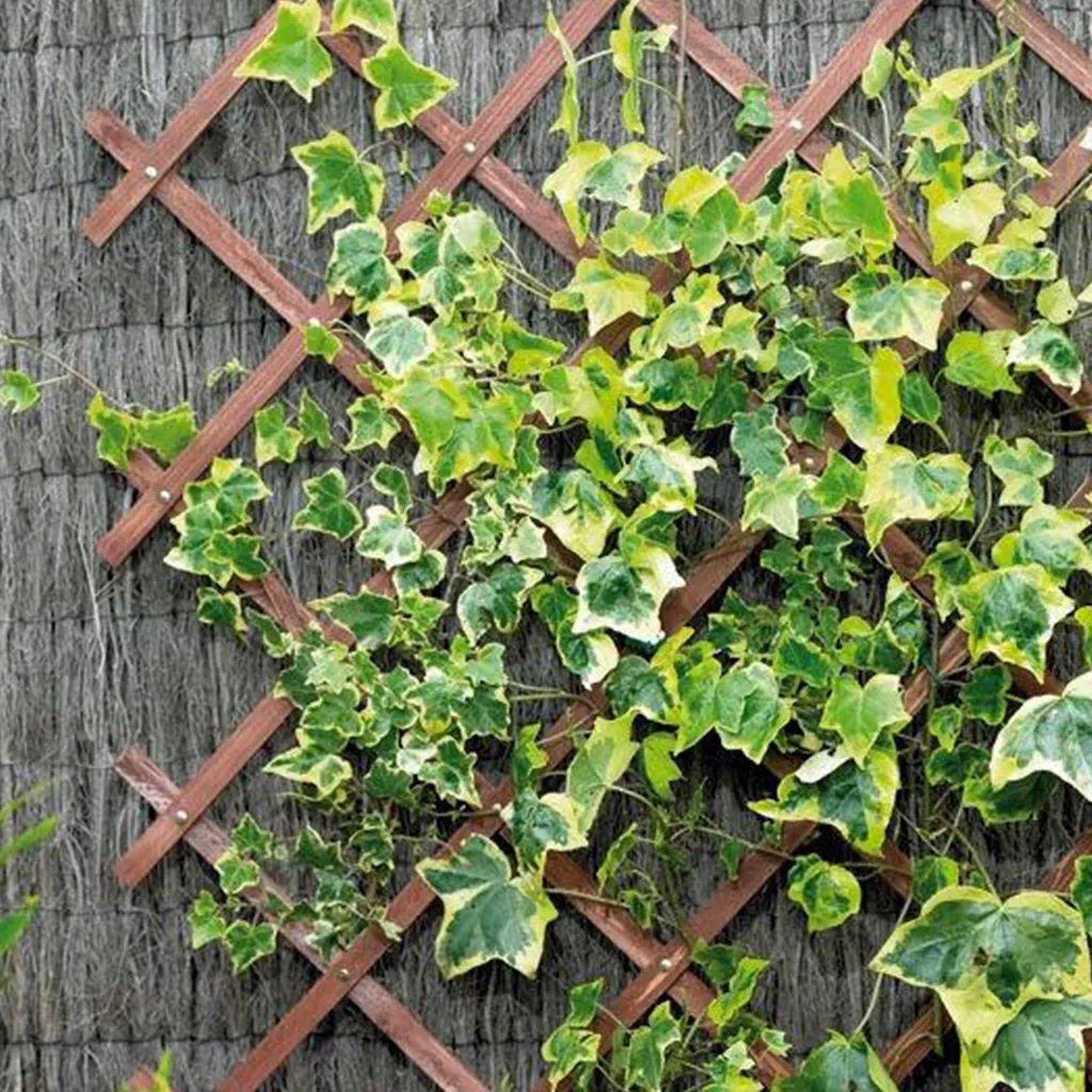 Gardman 1.8m x 0.9m Riveted Garden Trellis (Tan)