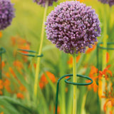 Gardman 1m Single Stem Plant Supports (Pack of 3)