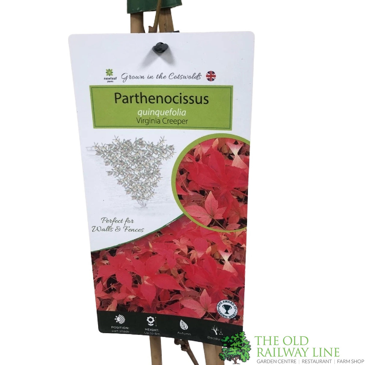 Parthenocissus Quinquefolia 'Virginia Creeper' Climber 3Ltr Pot