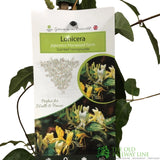 Lonicera Japonica 'Horwood Gem' Honeysuckle Climber 3Ltr Pot