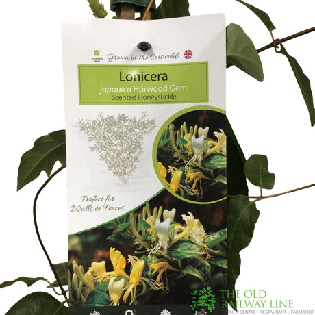Lonicera Japonica 'Horwood Gem' Honeysuckle Climber 3Ltr Pot
