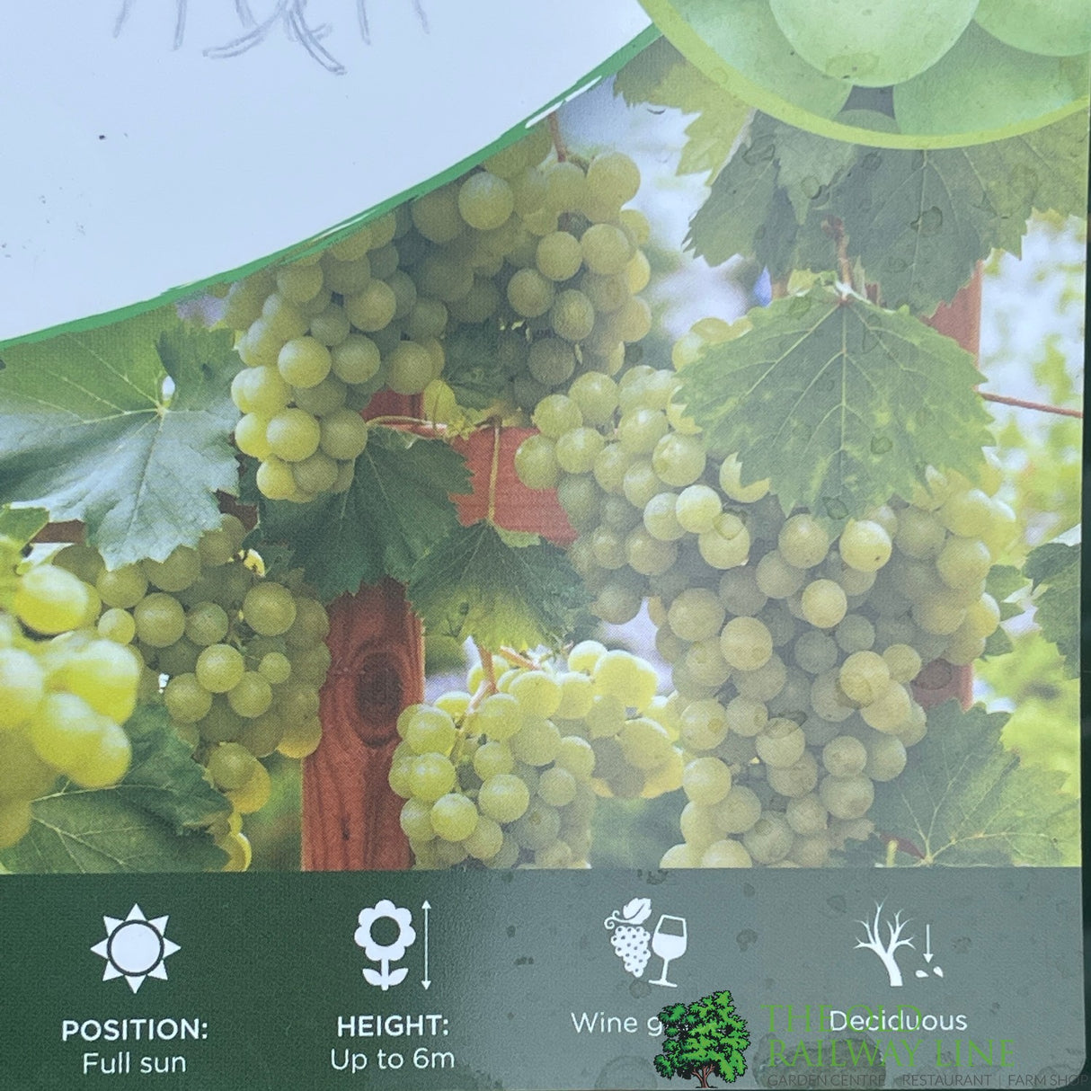 Grape Vine 'Pinot Blanc' 3Ltr Pot