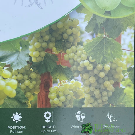 Grape Vine 'Pinot Blanc' 3Ltr Pot