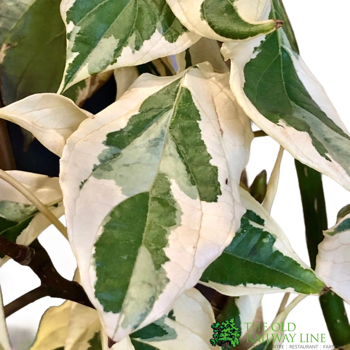 Cornus 'Variegata' 7.5Ltr Pot (NL)