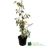 Cornus 'Variegata' 7.5Ltr Pot (NL)