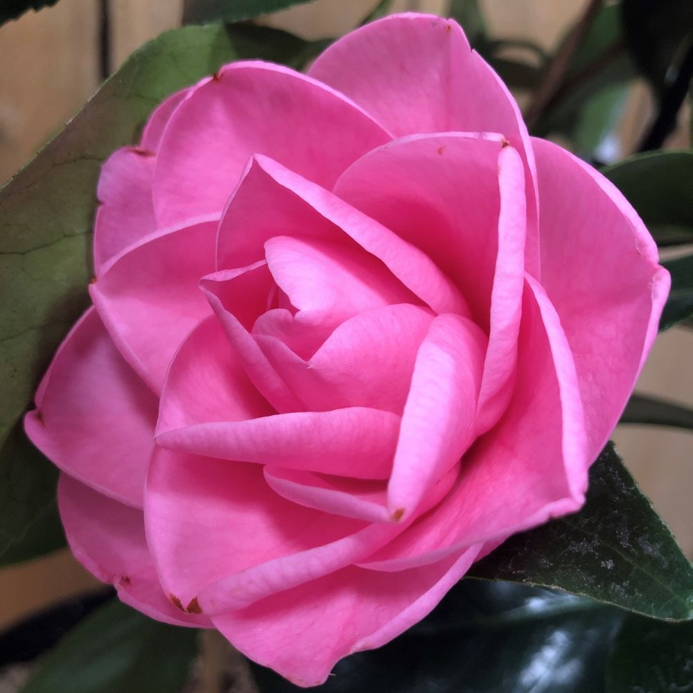 Camellia japonica 'Bonomiana' Plant 5 Ltr Pot (NL)